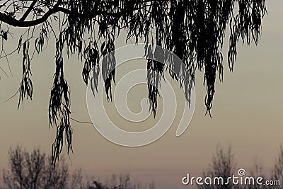 Willow leaves silhouette Stock Photo