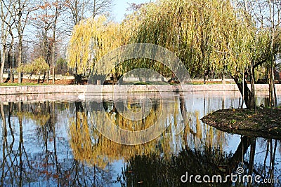 Willow over the lake autumn landscape Stock Photo