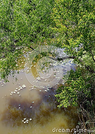 Willow overhangs stream Stock Photo