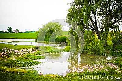 Willow by the Pond Stock Photo