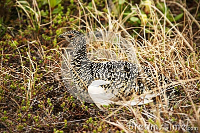 Willow ptarmigan (Lagopus lagopus), also known as the willow grouse Stock Photo