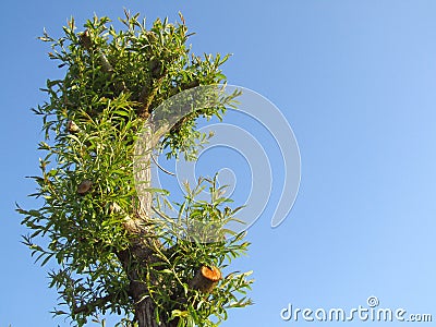 Willow regeneration after pruning in springtime. Blue sky background Stock Photo