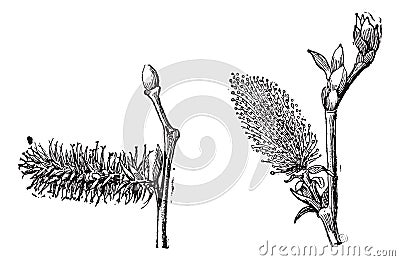 Willow or sallow vintage engraving Vector Illustration