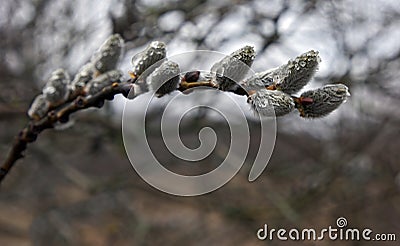 Willow seals after rain with water drops Stock Photo