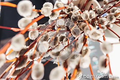 Willow seals in sunlight in blur, close-up Stock Photo