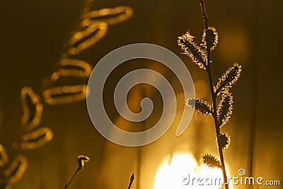 Willow seals at sunrise Stock Photo