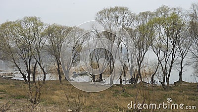 Willow on the shore of Gaoyou Lake Stock Photo