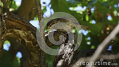 Willow Sparrow Passer Hispaniolensis Stock Photo