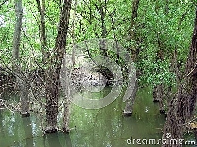 Willow spring blooming on the banks of the Danube Stock Photo