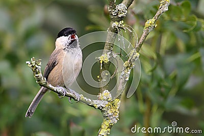 Willow tit Stock Photo