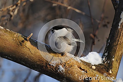 Willow tit on the frost turned into a fur glomerulus. Stock Photo