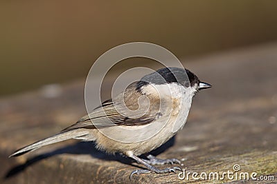 Willow Tit Poecile montanus Stock Photo