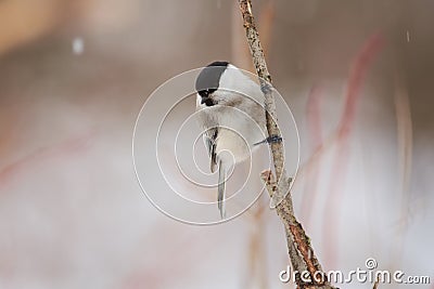 Willow tit sits on a branch of a tree in a forest park and looks down in search of food Stock Photo