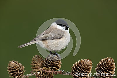 Willow tit Stock Photo