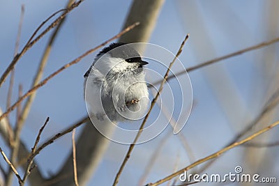 willow tit who sits among small branches on a winter Stock Photo