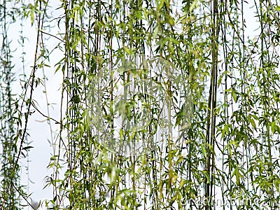 Willow Tree Stock Photo