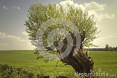 Willow tree Stock Photo