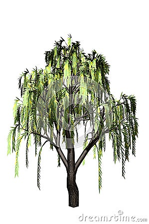 Willow Tree Stock Photo