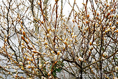 Willow tree brunches with buds. Spring season start concept. Nature background. Growth cycle Stock Photo