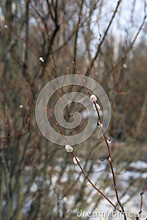 Willow Tree Catkins in Closeup Stock Photo