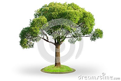 Willow tree isolated on white Stock Photo