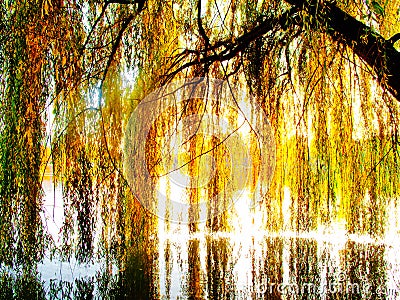 Willow tree over a lake Stock Photo