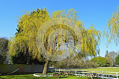 A Willow Tree Stock Photo