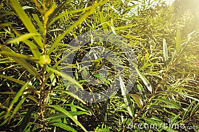 Background of willows leaves Stock Photo