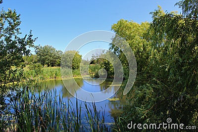 Willow trees and cattails on the banks of a scummy pond in Nova Scotia Stock Photo