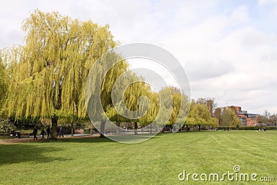Willow Trees Lining the Recreation Ground in early Spring Stratford Upon Avon, Warwickshire UK. Editorial Stock Photo
