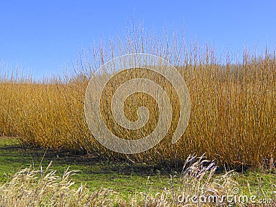 Willow trees on a plantation Stock Photo