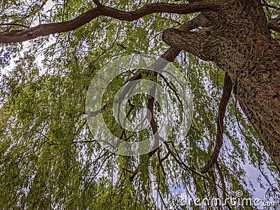 Willow trunch, branches, and leaves as seen from directly below Stock Photo