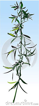 Willow twig, Vector Illustration Vector Illustration