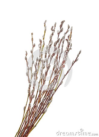 Willow twigs isolated on white background. without shadow Stock Photo