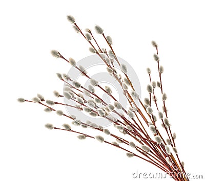Willow twigs isolated on white. without shadow Stock Photo