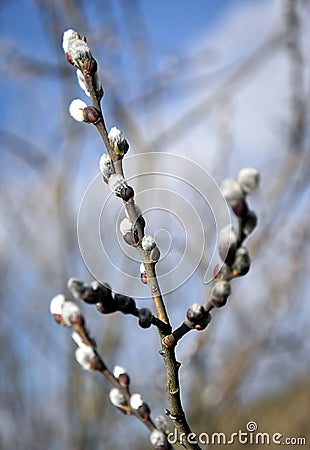 Willow twigs symbol spring Stock Photo