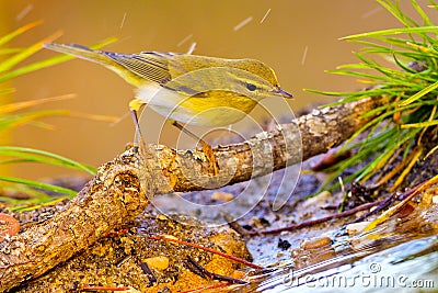 Willow Warbler, Forest Pond, Spanish Forest, Spain Stock Photo