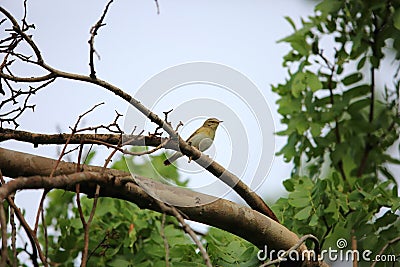 Willow warbler Stock Photo