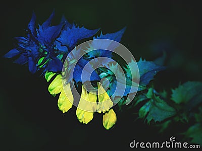 Willow- weed fireweed wild flower in dark Stock Photo