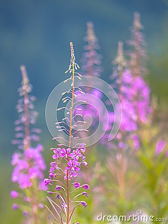 Willow weed flowers in summer Stock Photo