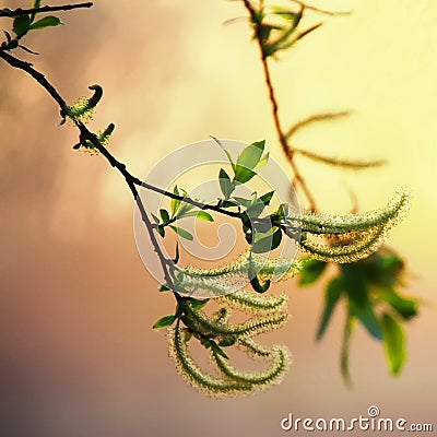 Willow white branch with catkins Stock Photo