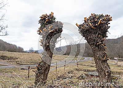 Willow wicker tree bush with cut branches detail Stock Photo