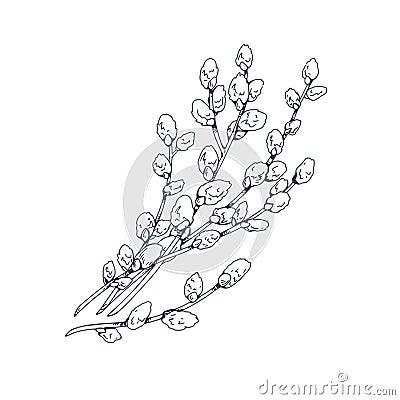 Willows, catkins, retro botanical drawing. Spring pussy plant drawn in vintage engraved style. Contoured outlined Salix Vector Illustration