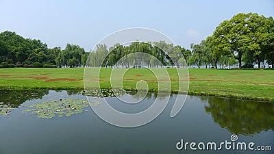 Willows with grassland in west lake Stock Photo