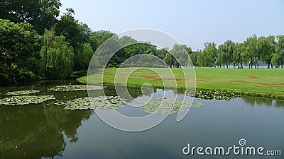 Willows with grassland in west lake Stock Photo