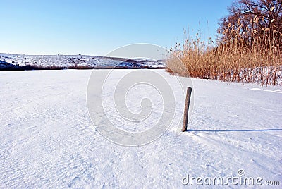 Willows without leaves on the hill with yellow reeds, near lake covered with ice and snow, cut tree stem, close up detail, winter Stock Photo