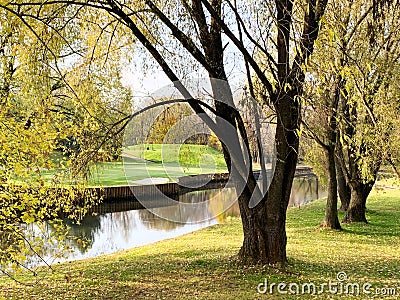 willows with yellow leaves on bank of canal Stock Photo