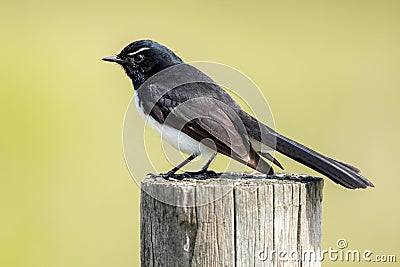 Willy Wagtail in Australia Stock Photo