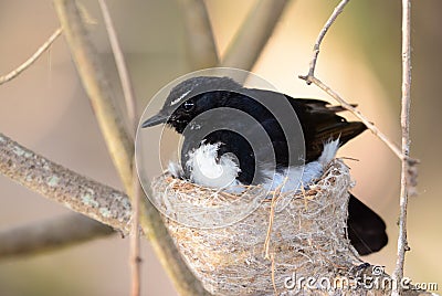 Willy wagtail parent sitting on its nest Stock Photo