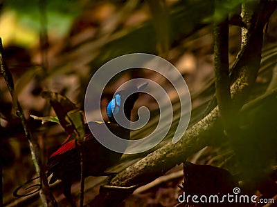 Wilson's bird-of-paradise in West Papua Stock Photo